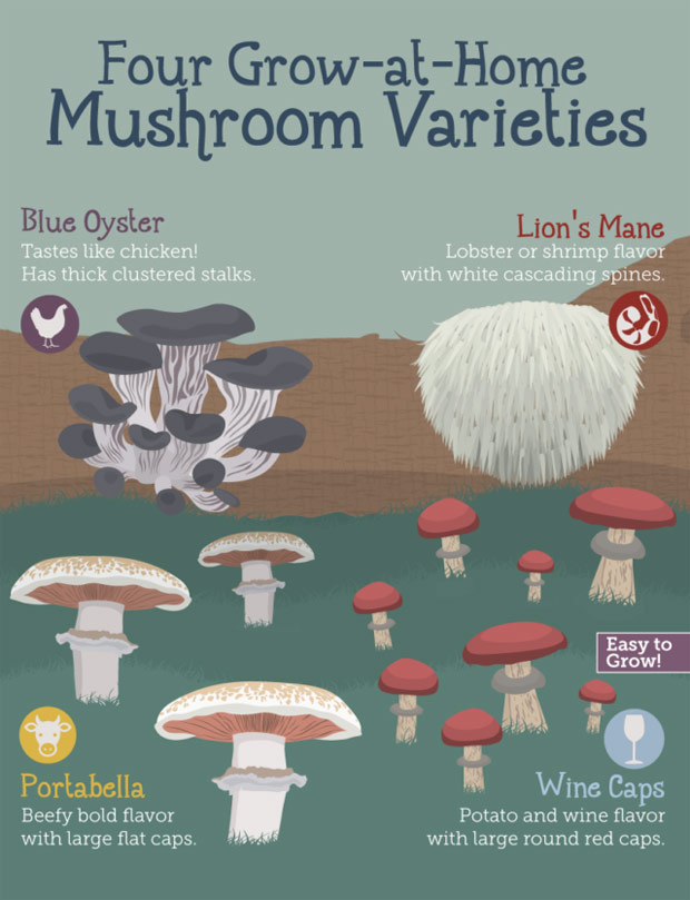 home mushroom growing download free