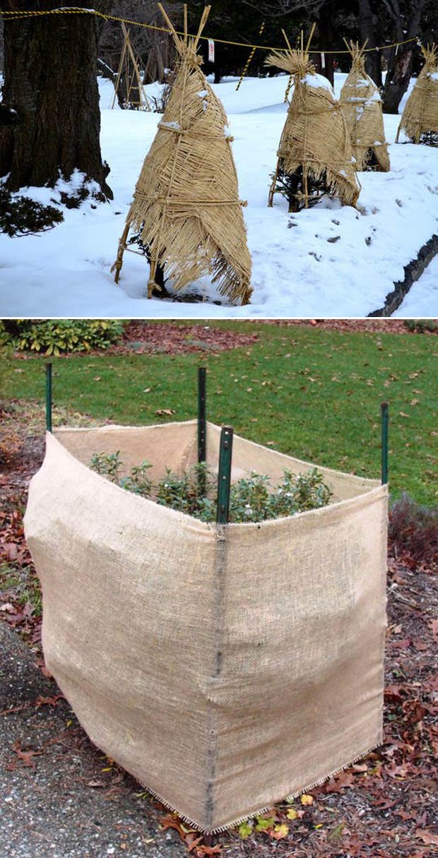 Plants And Trees In A Park Or Garden Covered With Blanket Swath Of Burlap  Frost Protection Bags Or Roll Of Fabric To Protect Them From Frost Freeze  And Cold Temperature In Winter