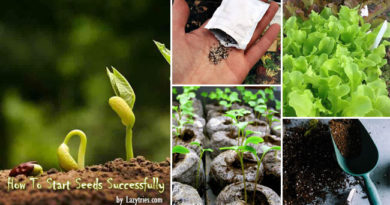 Step-by-Step Guide How To Raise Seeds Successfully