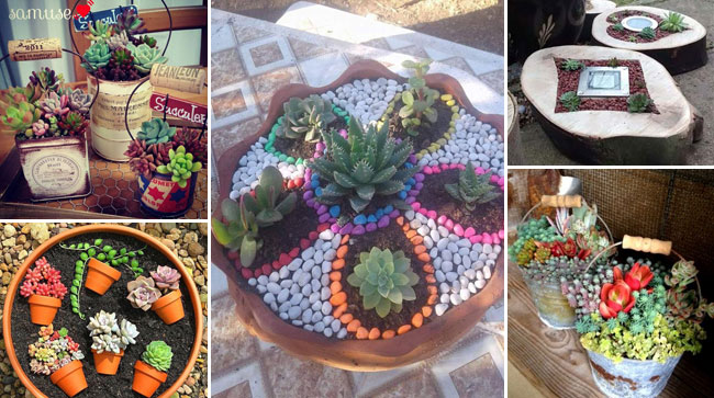 Brighten Your Space With Colourful Succulent Gardens
